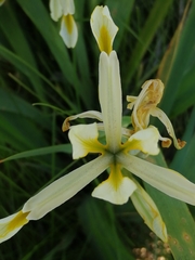 Iris halophila