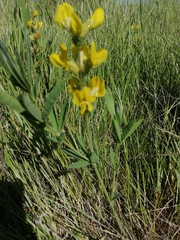 Thermopsis lanceolata