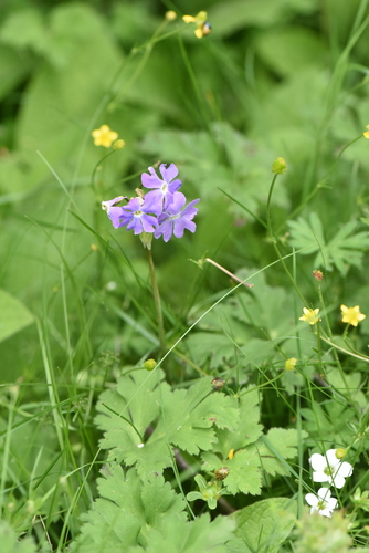Primula munroi, 2023-07-25
