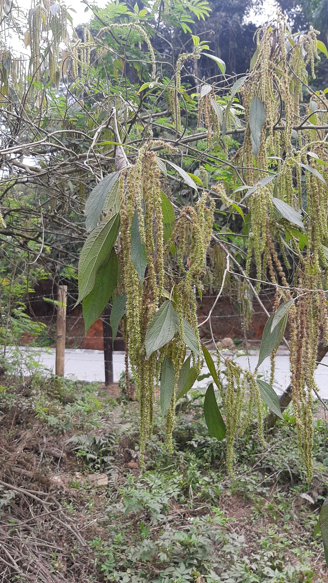 Boehmeria caudata
