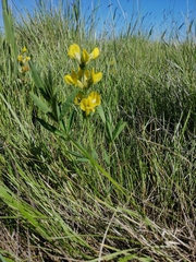 Thermopsis lanceolata