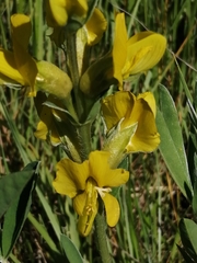 Thermopsis lanceolata