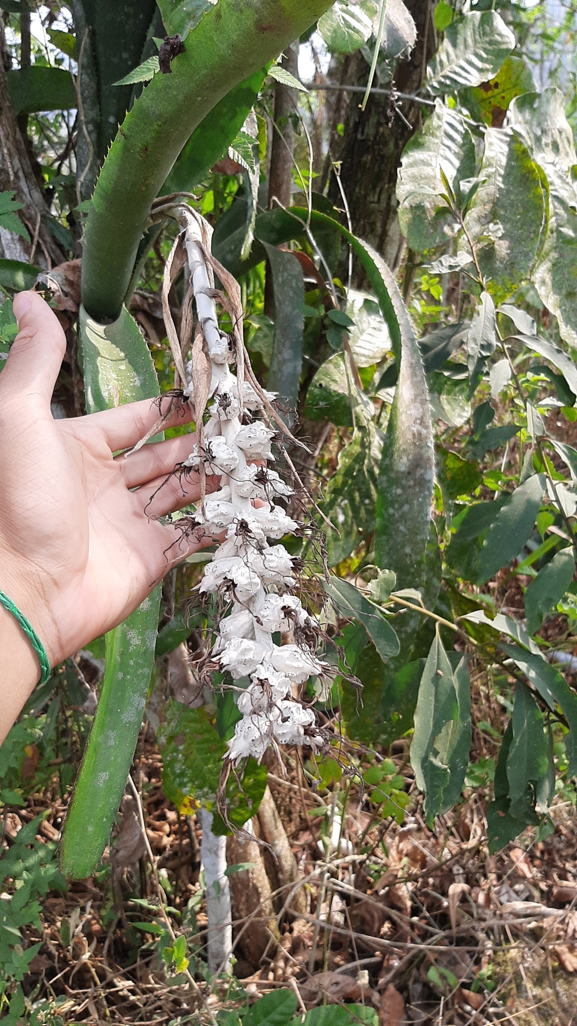 Billbergia zebrina