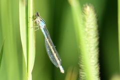 Enallagma risi