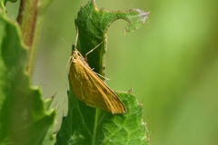 Mecyna flavalis