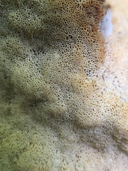Rigidoporus corticola