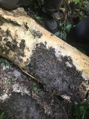 Rigidoporus corticola
