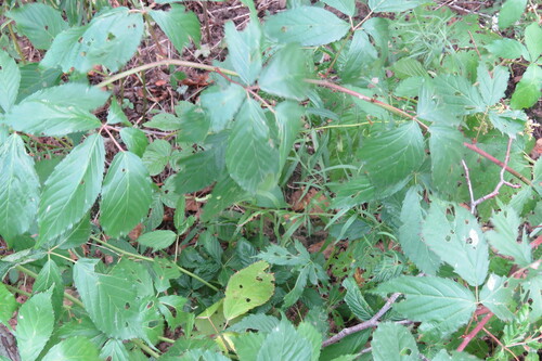 Image of Smooth Blackberry (Rubus canadensis) by (c) Barry Cottam, some rights reserved (CC BY)