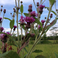 Vernonia gigantea
