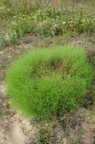Cycloloma atriplicifolium iNat (1)