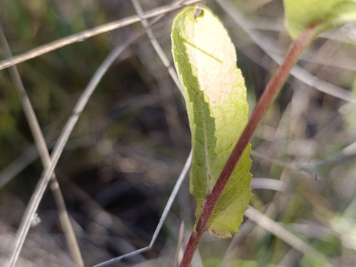 Pentanema bifrons, photograph 1