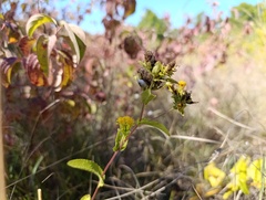 Pentanema bifrons, photograph Augustin Soulard, CC BY, iNaturalist via GBIF