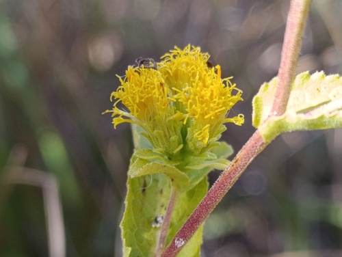 Pentanema bifrons