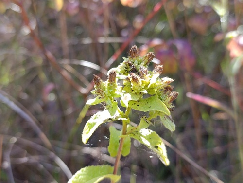 Pentanema bifrons, photograph 3