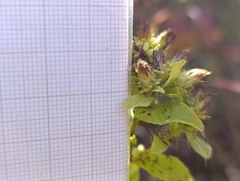 Pentanema bifrons, photograph Augustin Soulard, CC BY, iNaturalist via GBIF