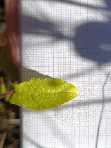 Pentanema bifrons, photograph 6