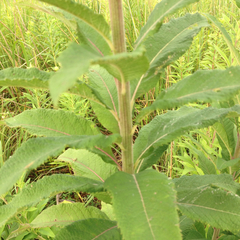 Vernonia gigantea