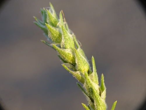 Image of Corispermum pallasii by no rights reserved