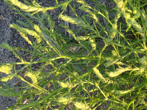 Image of Corispermum pallasii by no rights reserved