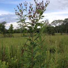 Vernonia gigantea