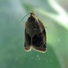 Clepsis dumicolana