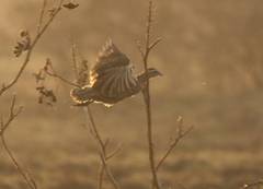 Pternistis bicalcaratus