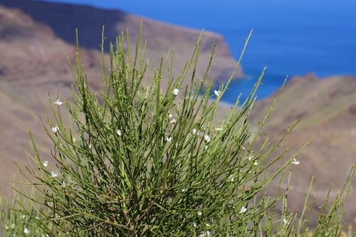 Cytisus filipes