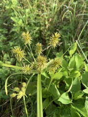 Cyperus lancastriensis