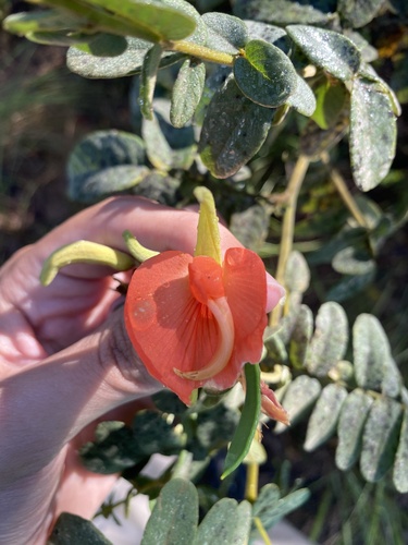 Harpalyce brasiliana, 2024-09-15