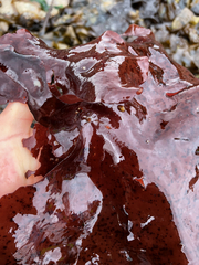 Constantinea subulifera