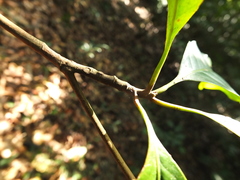 Palaquium ellipticum