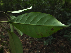 Palaquium ellipticum