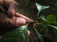 Palaquium ellipticum