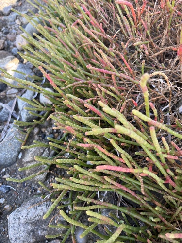 Image of Salicornia ambigua by no rights reserved