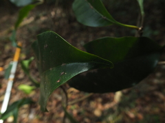 Palaquium ellipticum