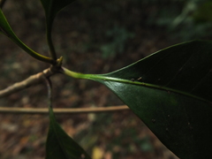 Palaquium ellipticum