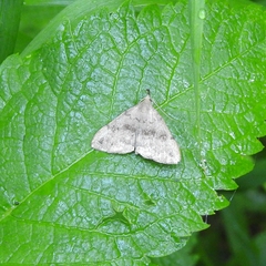 Phalaenostola eumelusalis