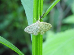 Crocidophora serratissimalis