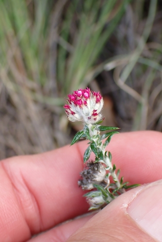 Curly Blombush (Metalasia cephalotes)