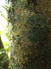 Palaquium ellipticum