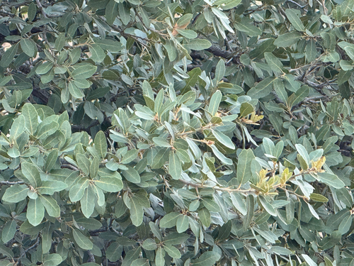 Image of Quercus oblongifolia by (c) CK2AZ, some rights reserved (CC BY)