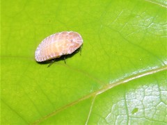 Drosicha