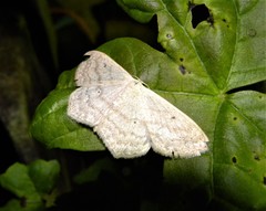 Scopula nigropunctata