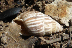 Zebrina detrita