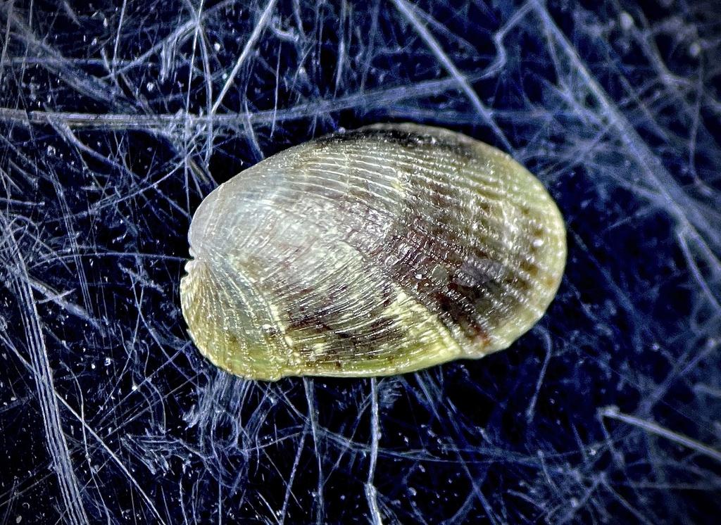 lateral mussel