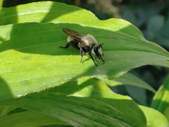 Laphria posticata