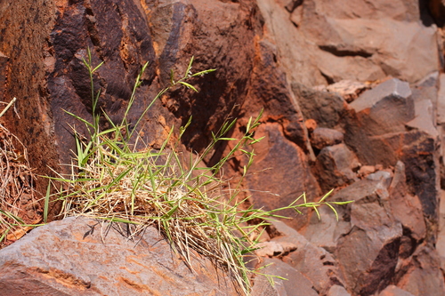 Brachypodium arbuscula