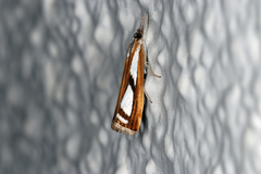 Catoptria permutatellus