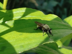 Laphria posticata