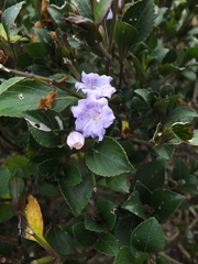 Strobilanthes foliosus